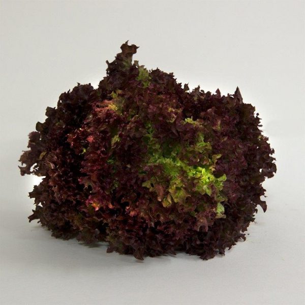 lettuce fancy red coral